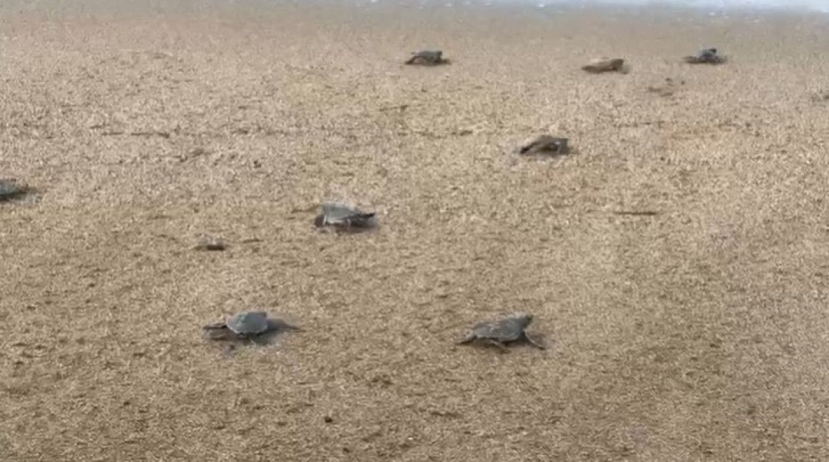 Antalya'da Gönüllülerin Çabasıyla Caretta Caretta Yavruları Denize Güzel Bir Yolculukla Ulaştı