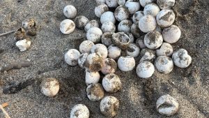 Antalya’da Gönüllülerin Çabasıyla Caretta Caretta Yavruları Denize Güzel Bir Yolculukla Ulaştı