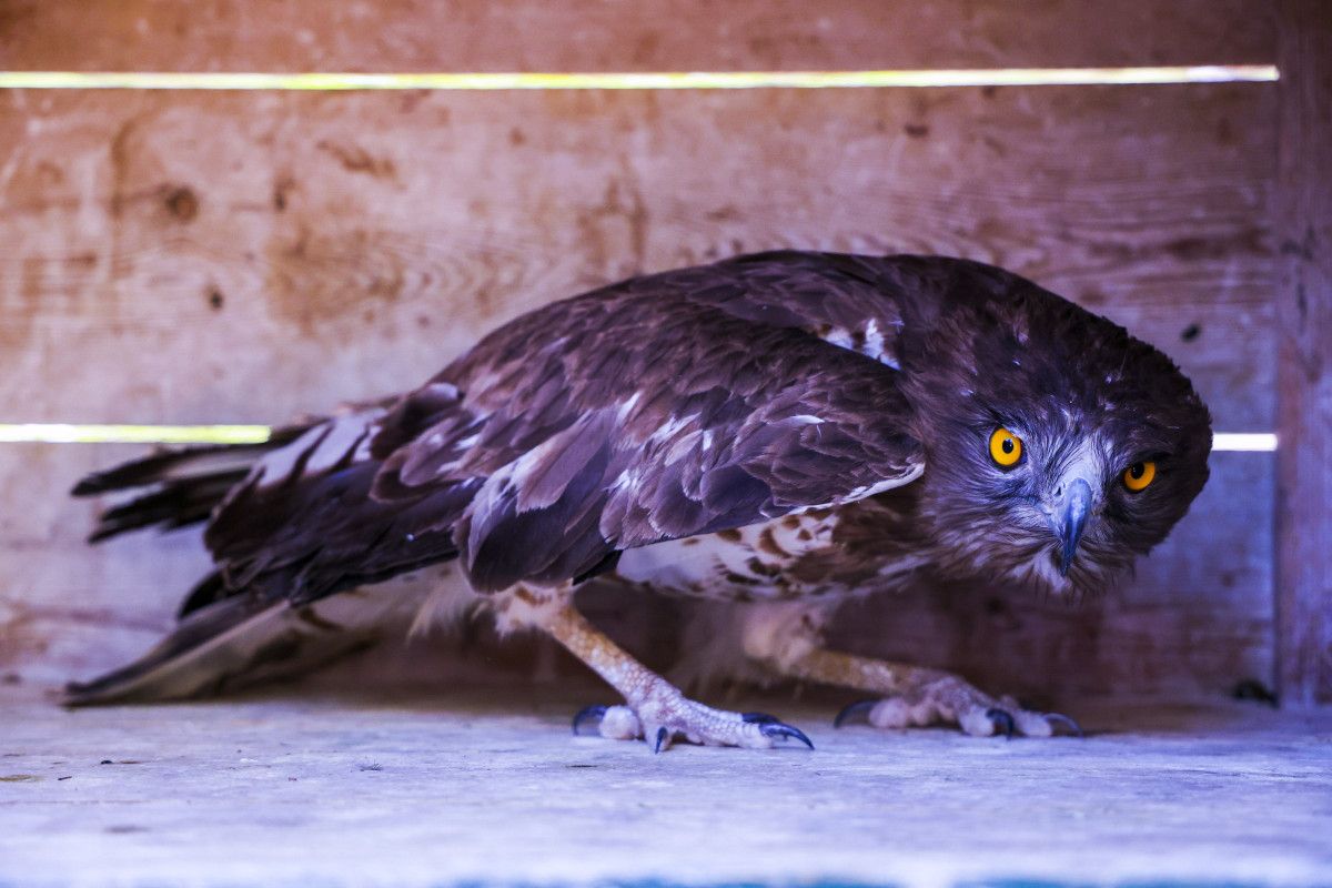 Başarı Hikayesi ve Uygulanan Tedavi
