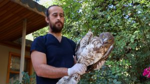 Antalya’da Nesli Tehlike Altında Olan Yılan Kartalı Koruma Altına Alınıp Doğaya Salındı