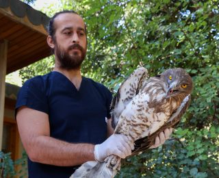 Antalya’da Nesli Tehlike Altında Olan Yılan Kartalı Koruma Altına Alınıp Doğaya Salındı