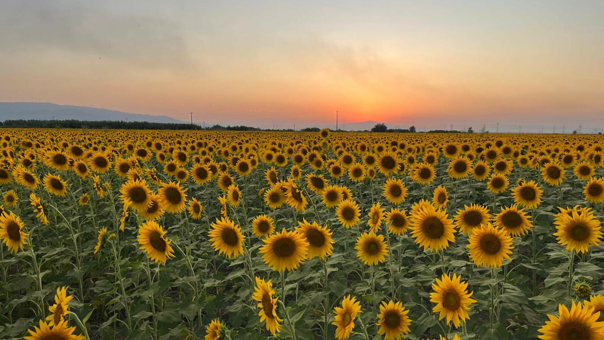 Aydın'da Büyüleyici Ayçiçeği Tarlalarıyla Tanışın