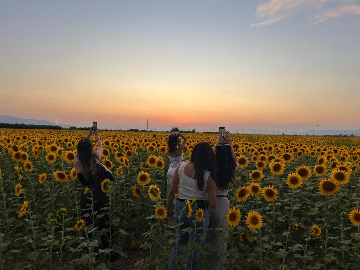 Aydın'da Büyüleyici Ayçiçeği Tarlalarıyla Tanışın