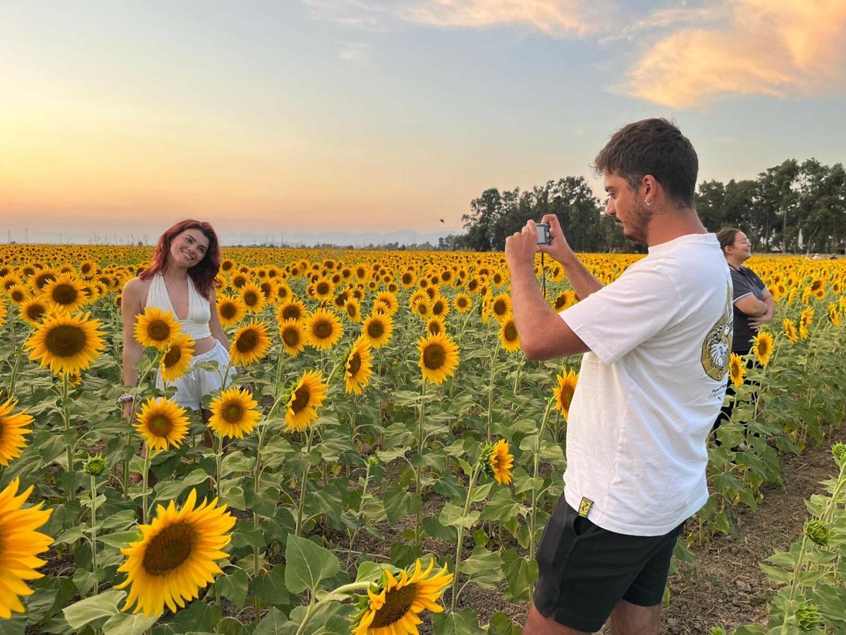 Aydın'da Büyüleyici Ayçiçeği Tarlalarıyla Tanışın