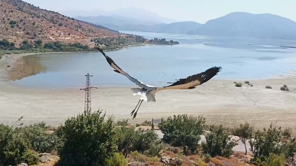 İnşaat edilen mahallede yavru leylek kurtarıldı
