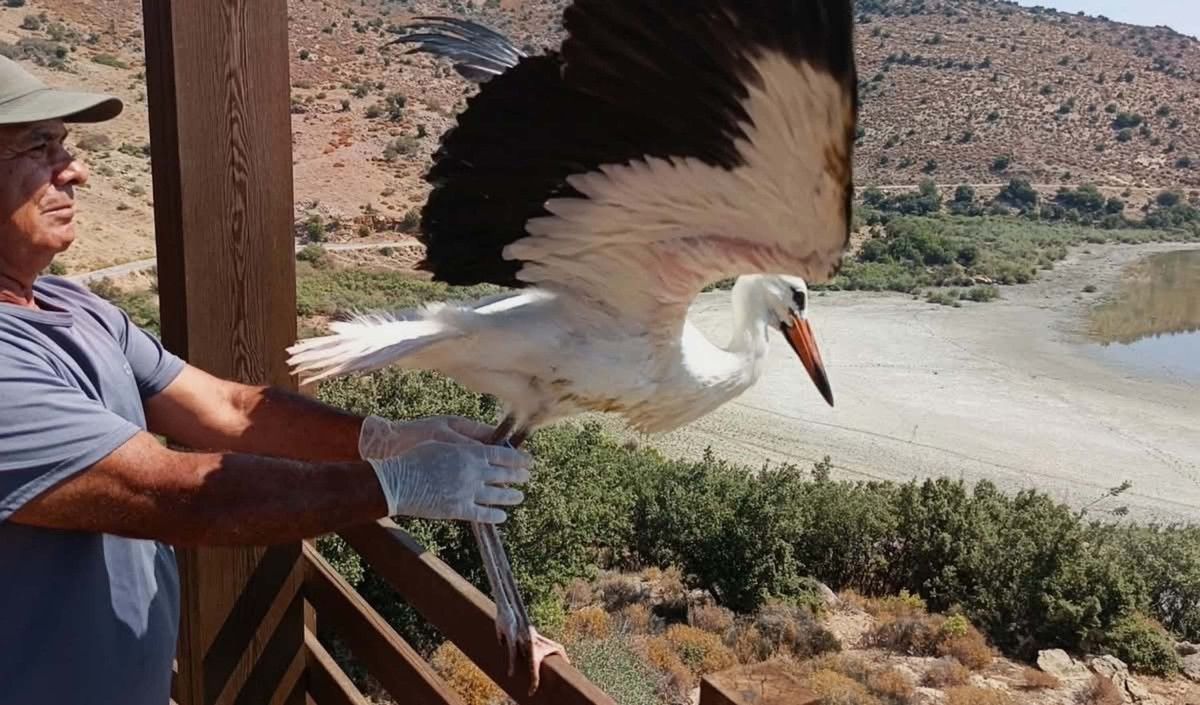 Yavru leyleğin tekrar doğaya kazandırılması