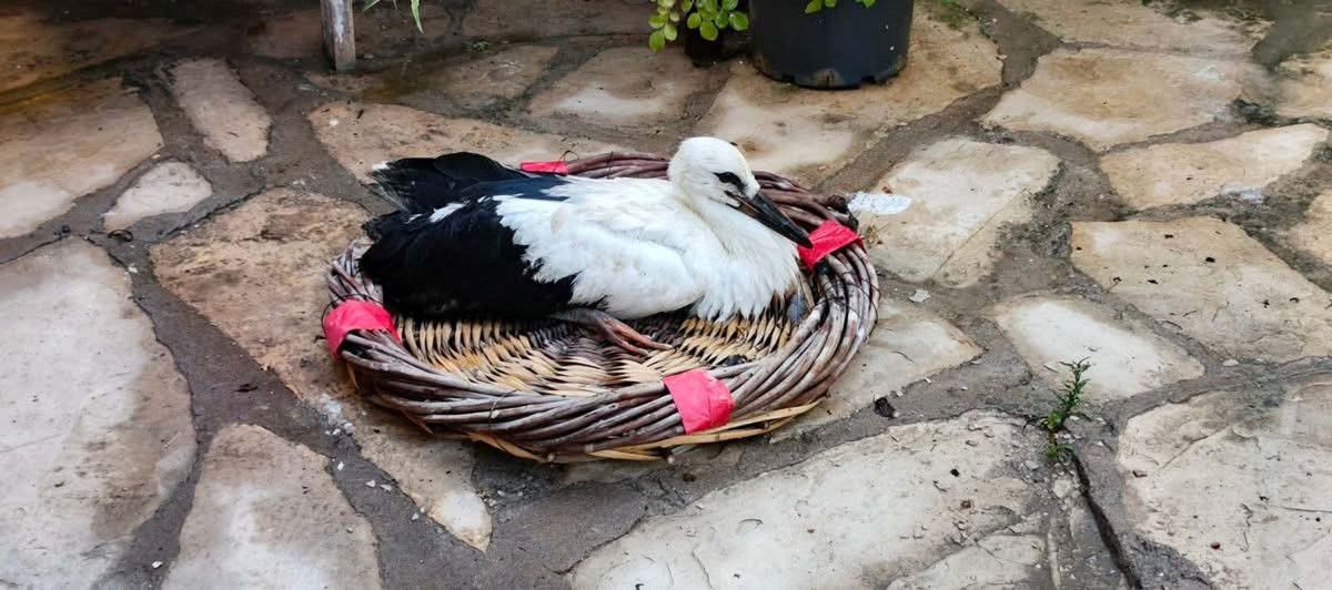 Yine aynı bölgede başka bir kuş kurtarıldı: Yorgun flamingo yavrusu