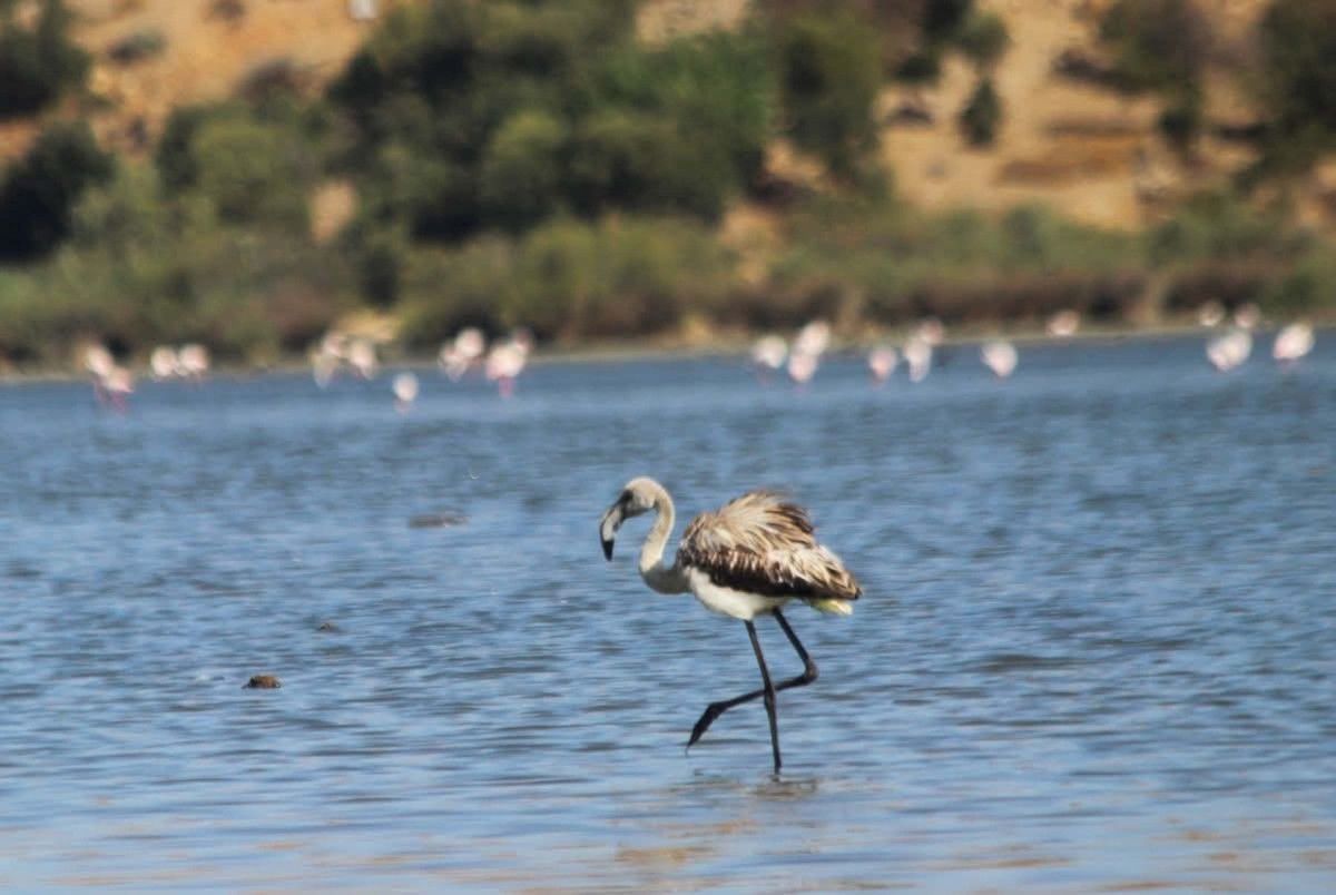 Yine aynı bölgede başka bir kuş kurtarıldı: Yorgun flamingo yavrusu
