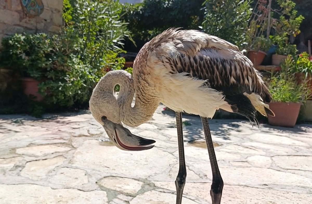 Aydın'da Yavru Leylek ve Flamingo Doğaya Salındı: Doğal Yaşamda Önemli Anlar