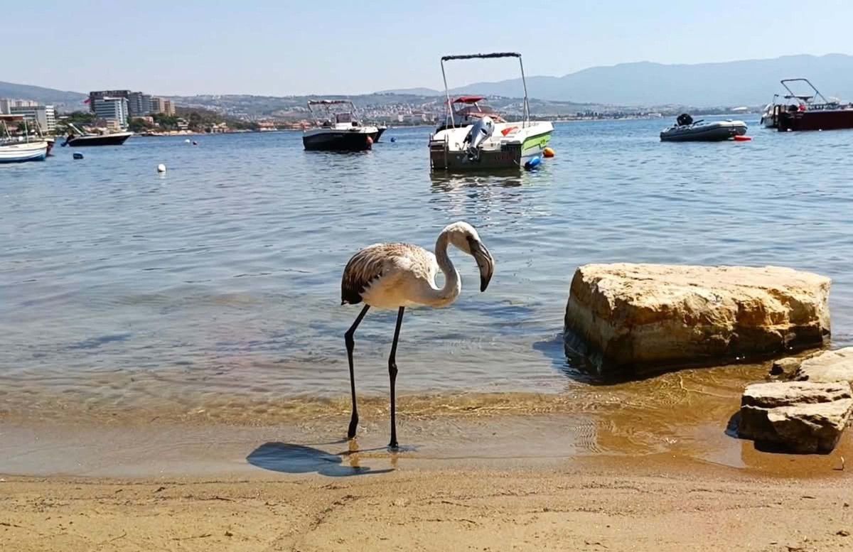 Aydın'da Yavru Leylek ve Flamingo Doğaya Salındı: Doğal Yaşamda Önemli Anlar