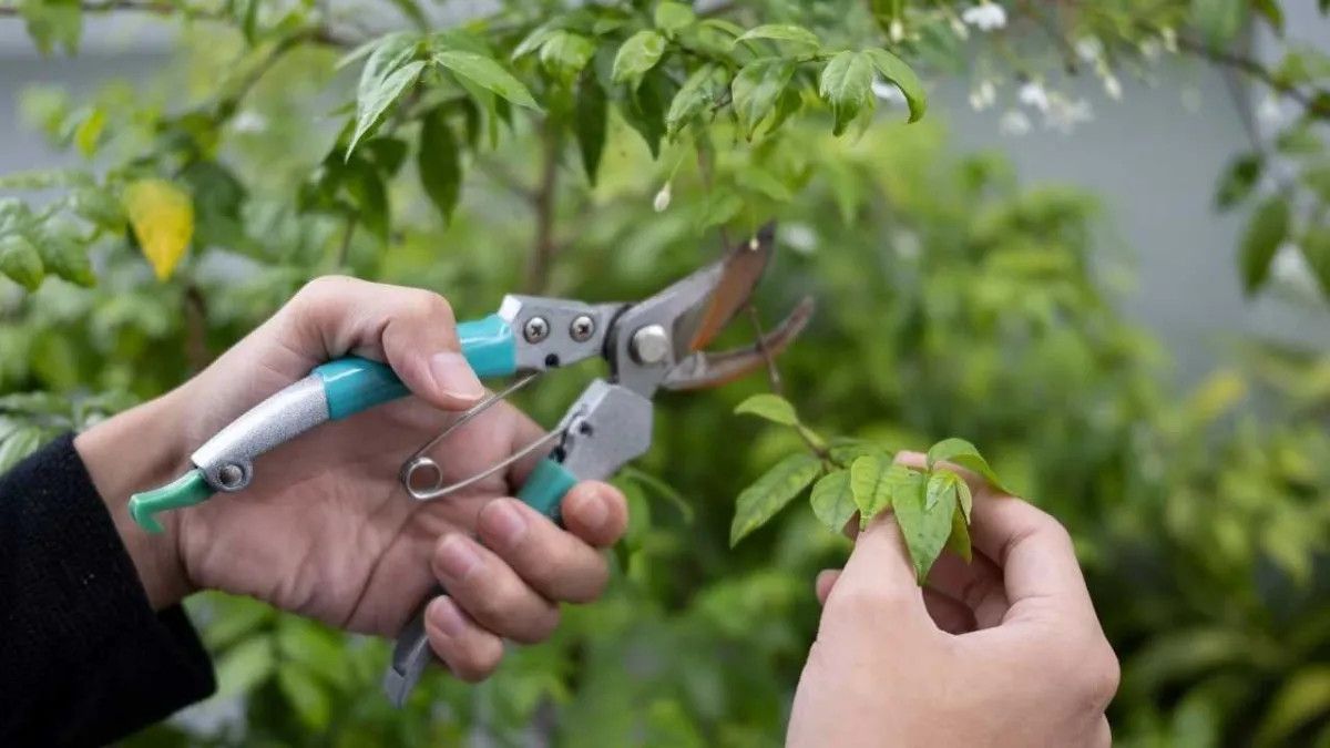 Yaprak Dökmeyen Meyve Ağaçları