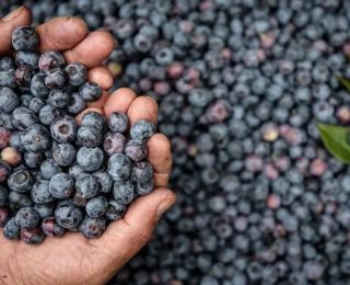 Bilim Açıklıyor: Tek Bir Isırık Bebeğin Bağışıklığını Nasıl Zedeler?