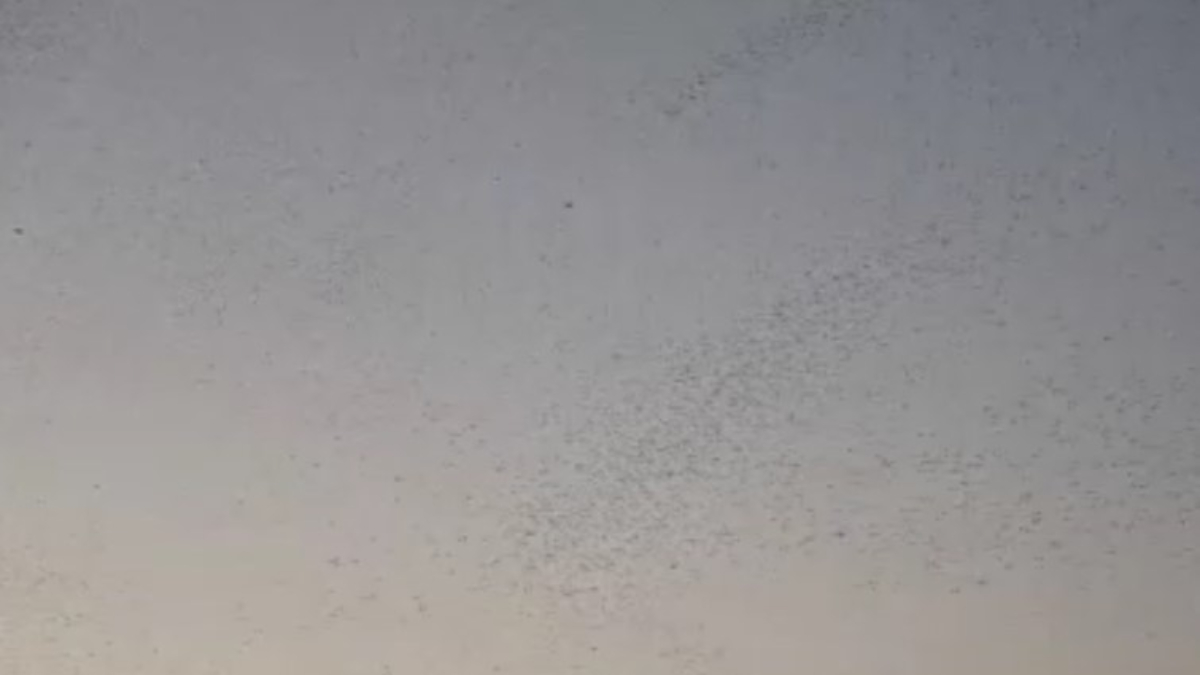 Bitlis Semalarında Gökyüzünü Siyah Beyaz Kuşların Dansıyla Canlandıran Muhteşem Görüntü