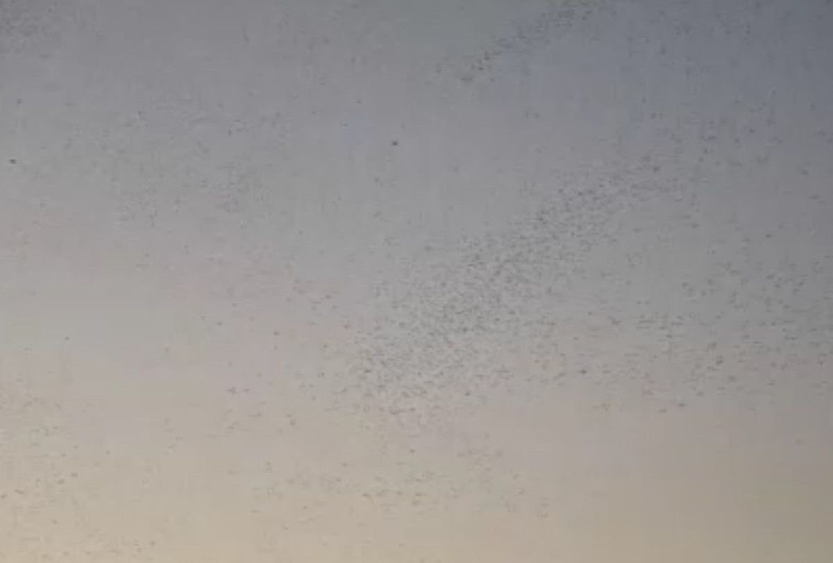 Bitlis Semalarında Gökyüzünü Siyah Beyaz Kuşların Dansıyla Canlandıran Muhteşem Görüntü