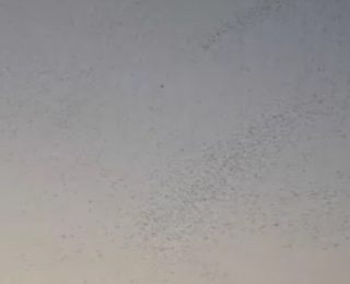 Bitlis Semalarında Gökyüzünü Siyah Beyaz Kuşların Dansıyla Canlandıran Muhteşem Görüntü