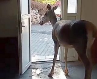 Burdur’da Nesli Tehlike Altındaki Kızılgeyik Köye İndi: Doğal Yaşamın Muhteşem Anları