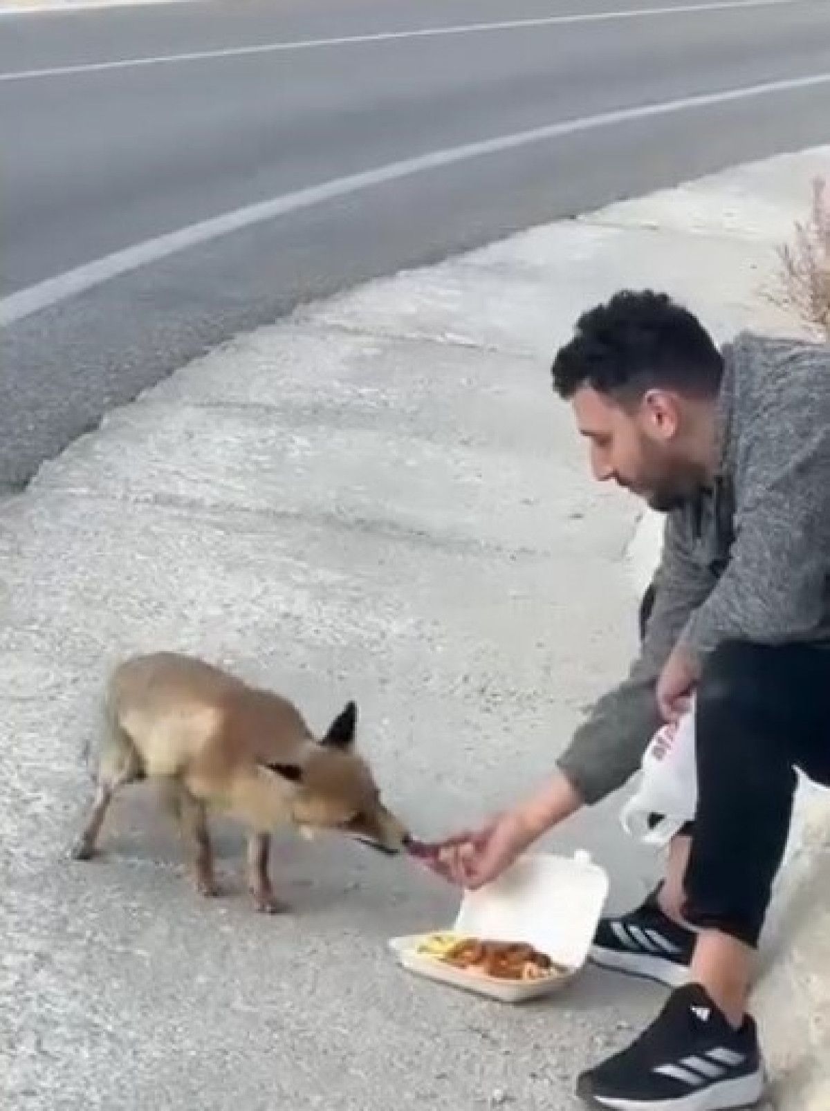 Yaban Hayvanlarına Temas Üzerine Uyarılar
