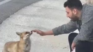 Bursa’da Sürpriz Bir An: Ellerinizle Tilki Besleme Deneyimi