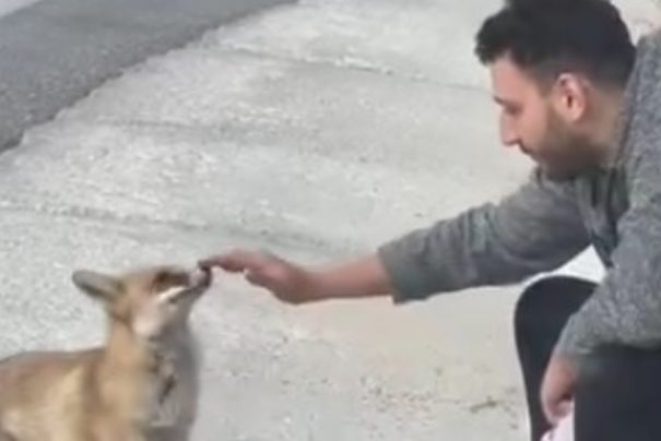 Bursa’da Sürpriz Bir An: Ellerinizle Tilki Besleme Deneyimi