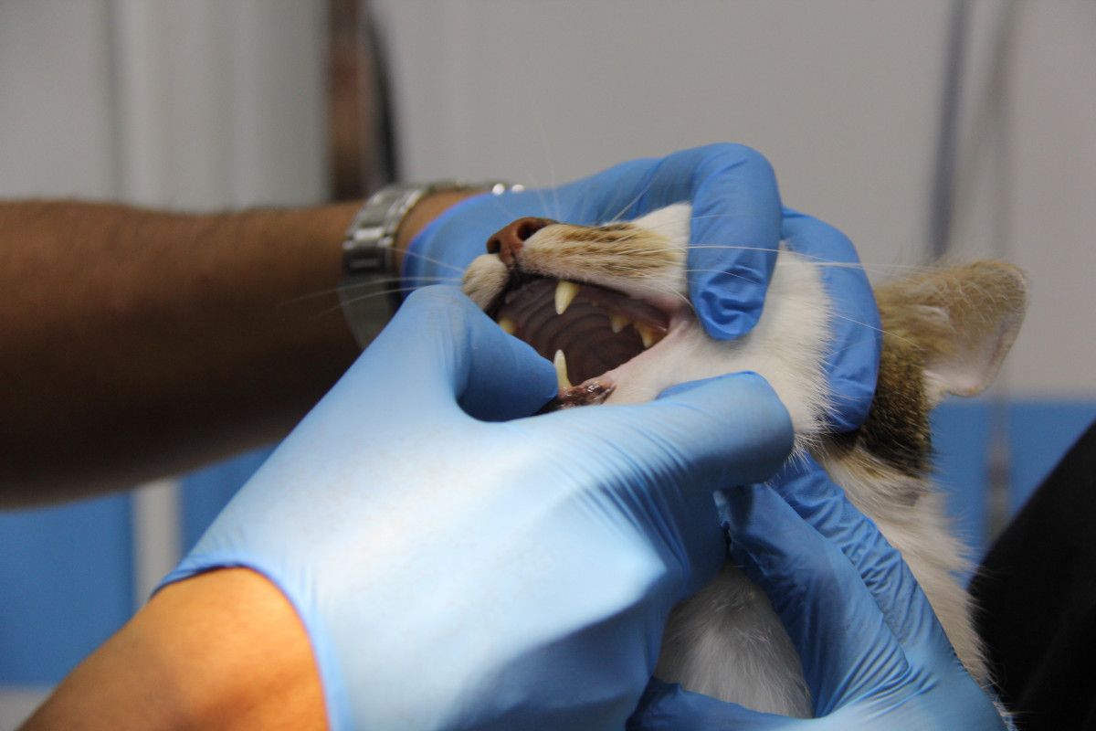 Bursa'dan Taşınan Paşa Kedisi Depresyonla Mücadele Ediyor