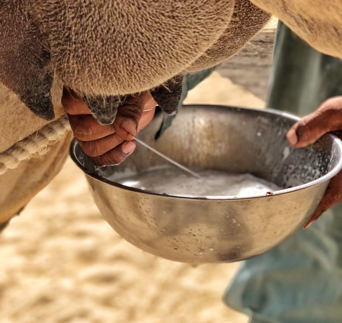 Deve Sütünün Mucizevi Etkileri: Doğal Bir Şifa Kaynağı