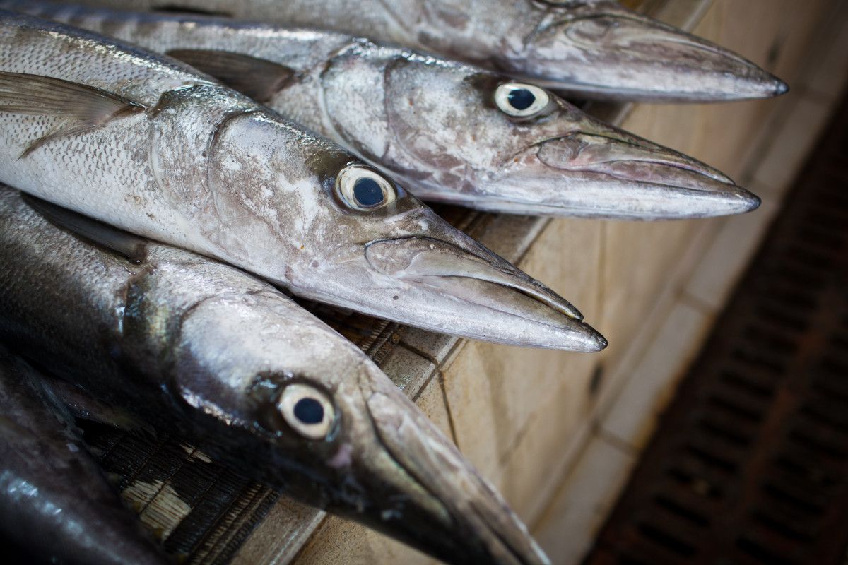 Riskli Balık Türleri ve Nedenleri