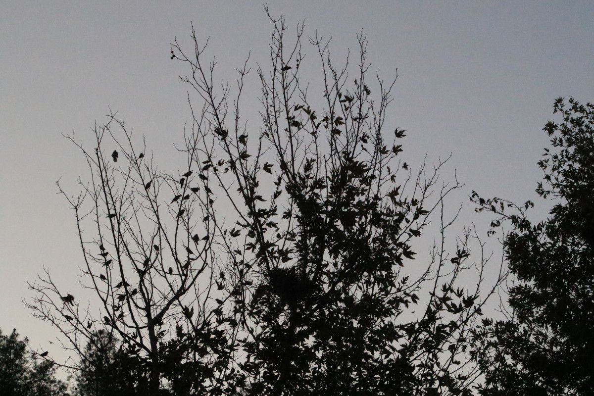 Diyarbakır'da Kuş Besleyen Esnafın Salatalığı Serçeye Benzediği İlginç Anlar