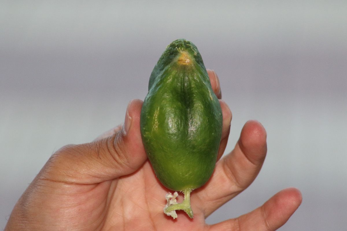 Diyarbakır'da Kuş Besleyen Esnafın Salatalığı Serçeye Benzediği İlginç Anlar