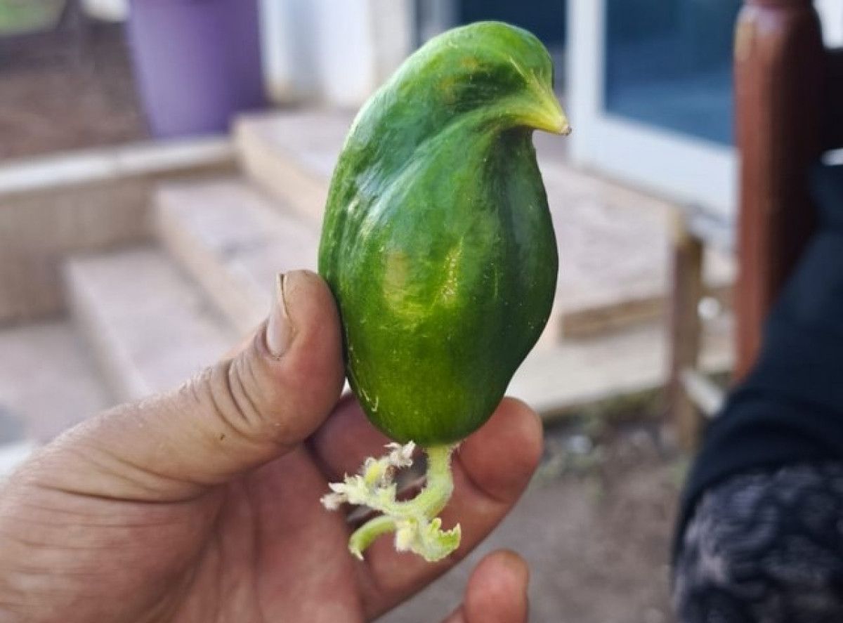 Diyarbakır'da Kuş Besleyen Esnafın Salatalığı Serçeye Benzediği İlginç Anlar