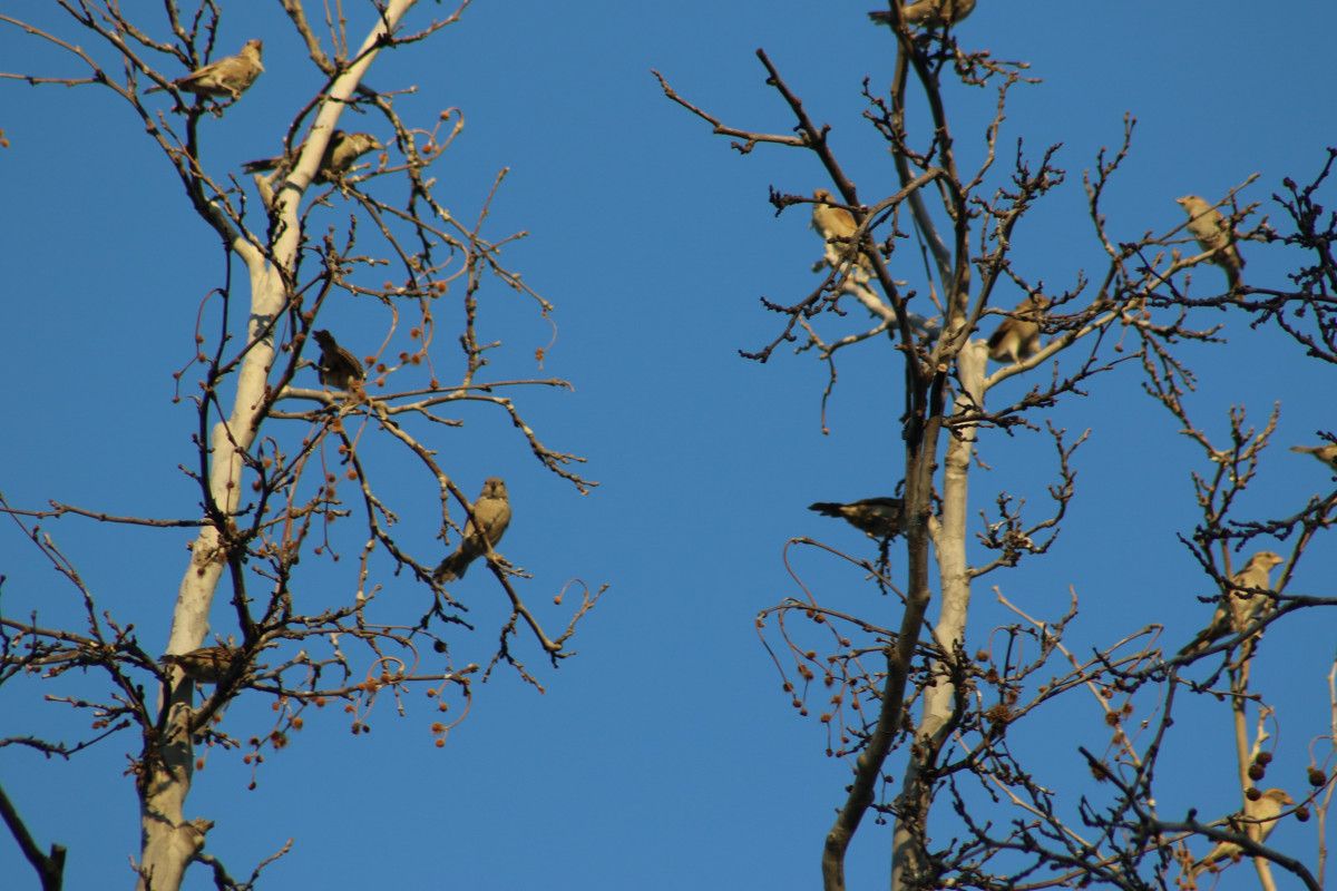 Diyarbakır'da Kuş Besleyen Esnafın Salatalığı Serçeye Benzediği İlginç Anlar