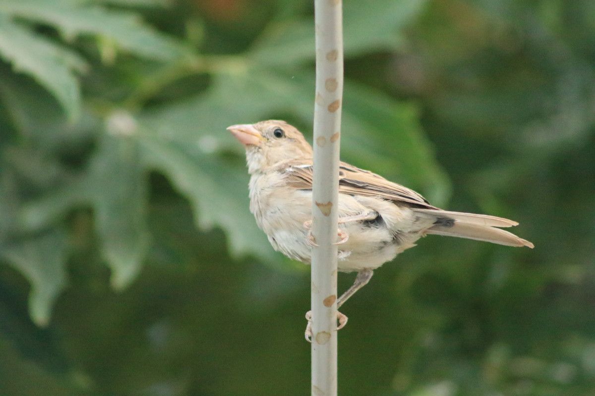 Diyarbakır'da Kuş Besleyen Esnafın Salatalığı Serçeye Benzediği İlginç Anlar