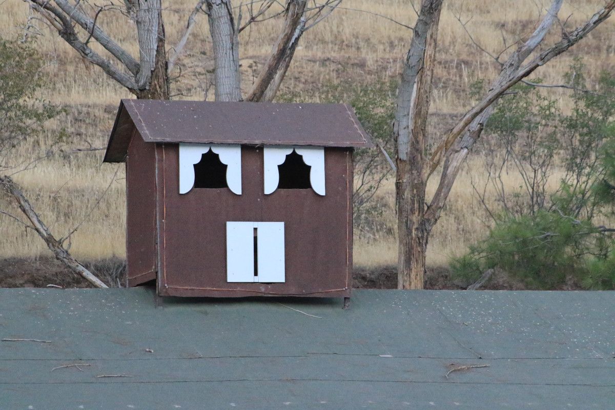 Diyarbakır'da Kuş Besleyen Esnafın Salatalığı Serçeye Benzediği İlginç Anlar