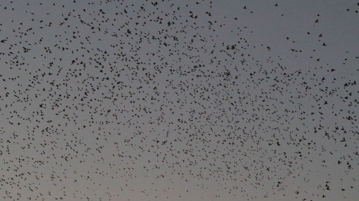 Diyarbakır'da Kuş Besleyen Esnafın Salatalığı Serçeye Benzediği İlginç Anlar