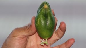 Diyarbakır’da Kuş Besleyen Esnafın Salatalığı Serçeye Benzediği İlginç Anlar