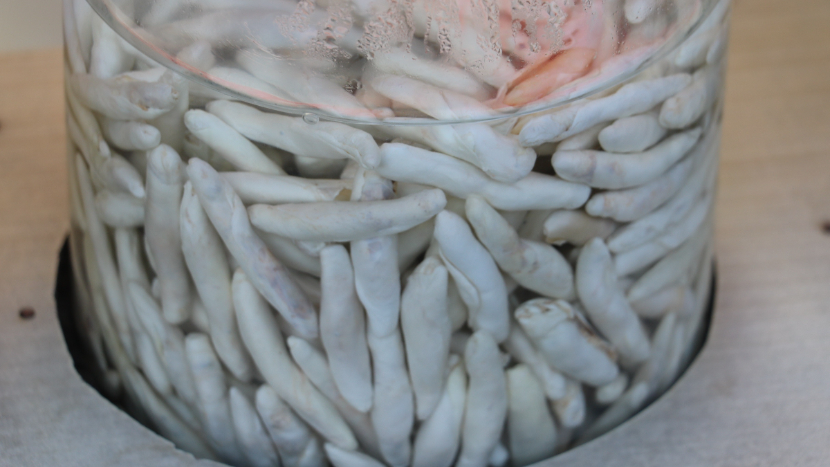 Dünyanın En Pahalı Sakızı: Kengerin Sağlığa Katkıları ve Faydaları