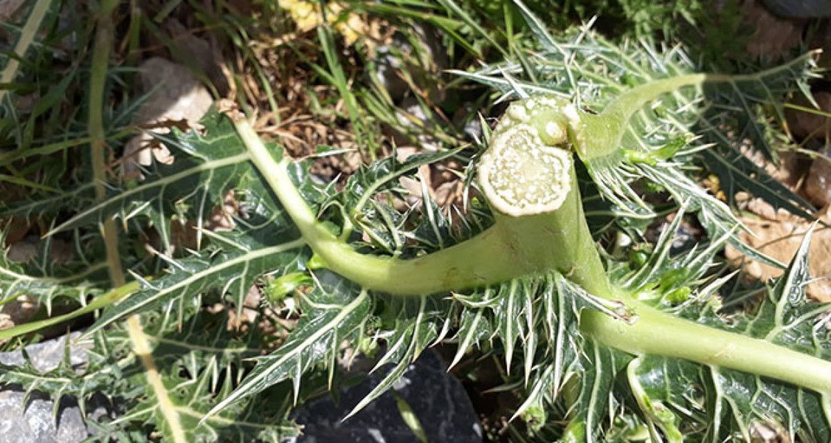 Dünyanın En Pahalı Sakızı: Kengerin Sağlığa Katkıları ve Faydaları