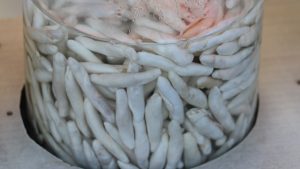 Dünyanın En Pahalı Sakızı: Kengerin Sağlığa Katkıları ve Faydaları