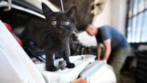 Düzcede Tamir Kaputunda Bulunan Yavru Kediyi Sahiplendi