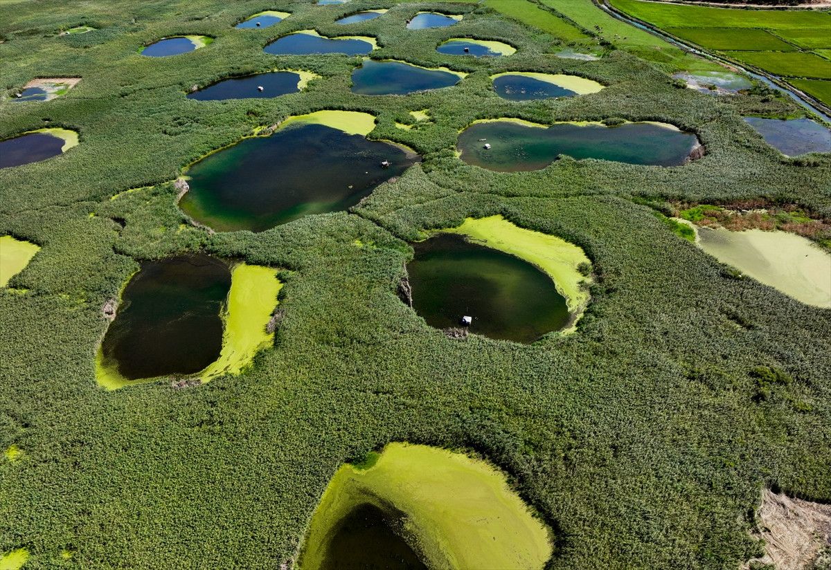 Kuraklığa Karşı Dirençli