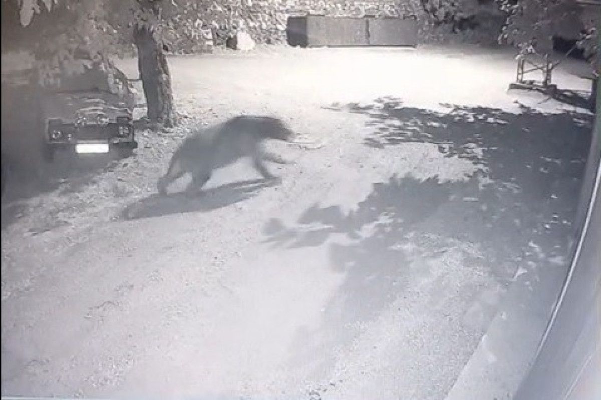 Erzincanda Film Gibi Kovalamaca: Köylüler Fenerle Ayı Avına Çıktı