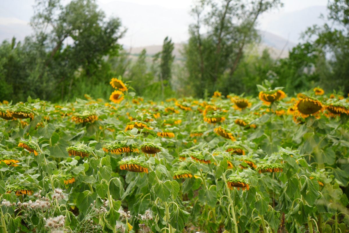 Erzincan'da Göz Kamaştırıcı Ayçiçeği Resimleri ve Tarlaları