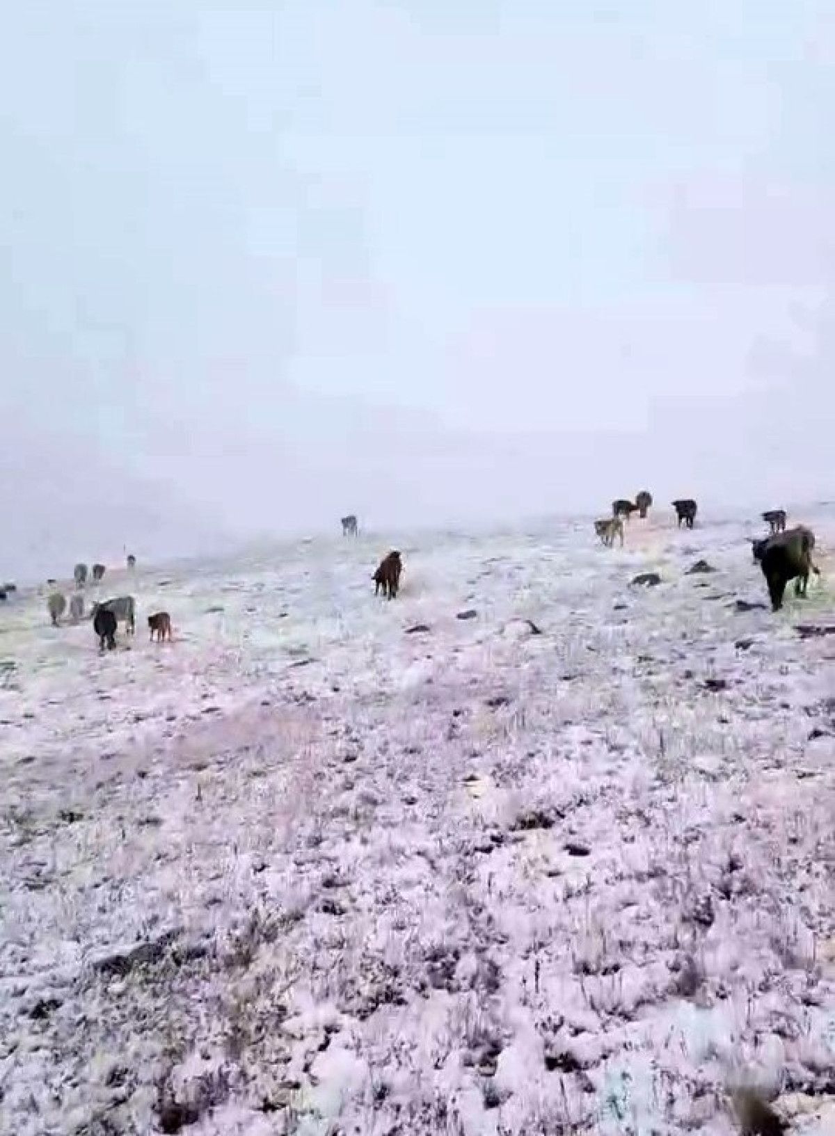 Erzurum'da Bu Yılın İlk Karı Döküldü