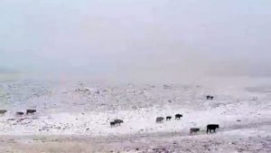 Erzurum’da Bu Yılın İlk Karı Döküldü