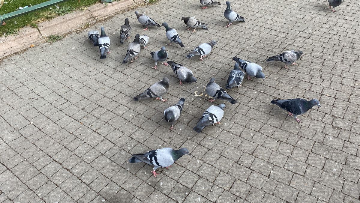 Eskişehirde Çocuk, Küçük Çocuğu Polise İhbar Etti: İlginç Olayın Detayları