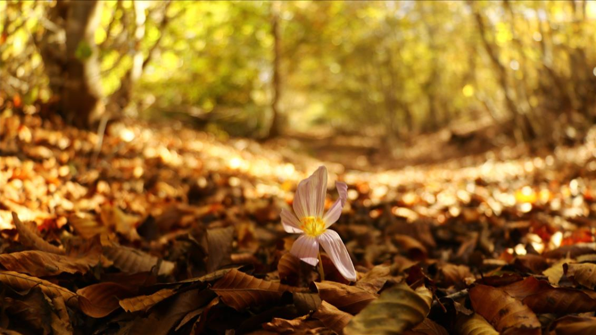 Yazdan Sonra Gelen Melankoli ve Umut