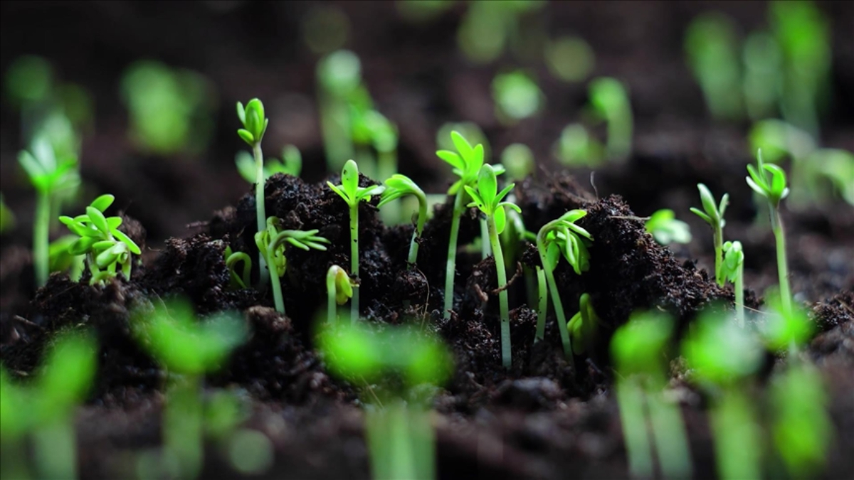 Eylül Ayında Ekim İçin Uygun Bitkiler