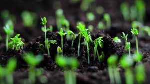 Eylül Ayında Ekilecek Bitkilerle Bahar Bahçelerinizi Canlandırın!