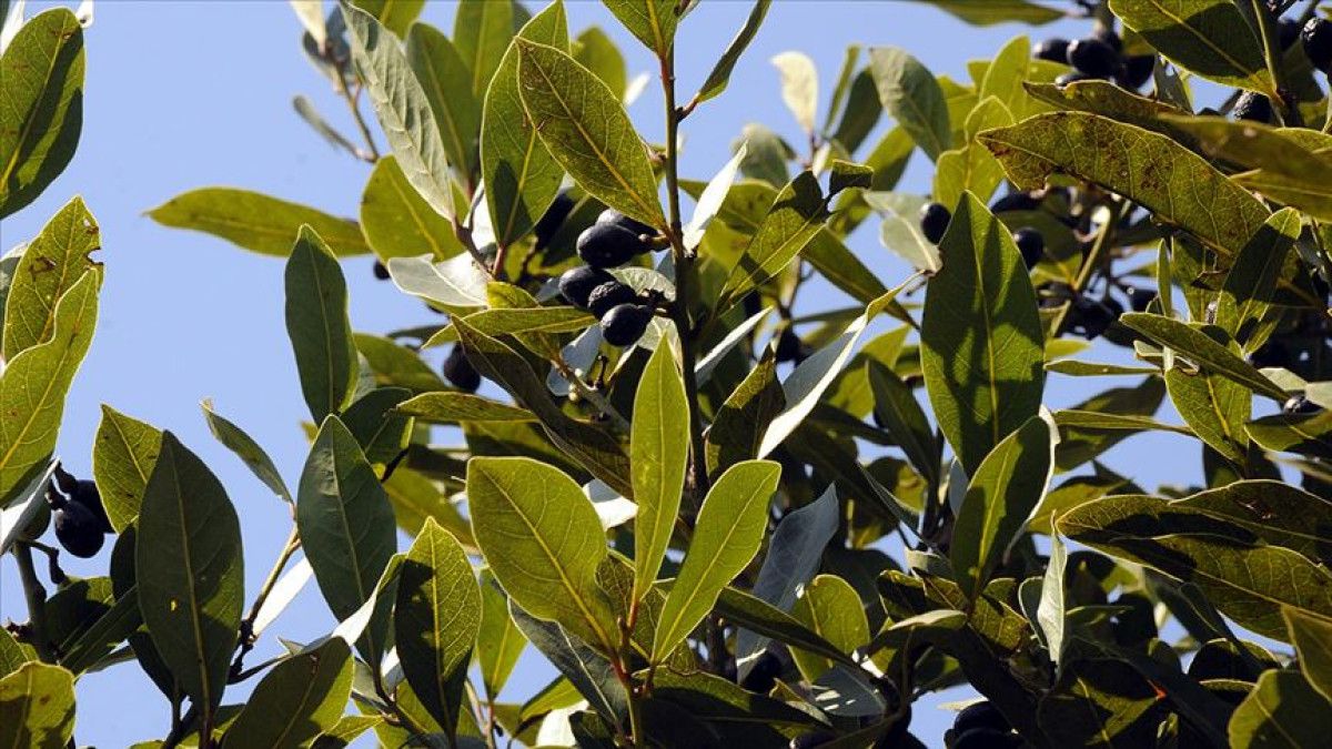 Eylül Ritüeli: 7 Defne Yaprağıyla Yapılan Güçlü ve Etkili Tılsım