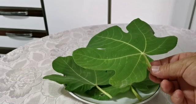 Geleneksel Tatlara Yenilikçi Bir Dokunuş: İncir Yaprağı Sarması Tarifi