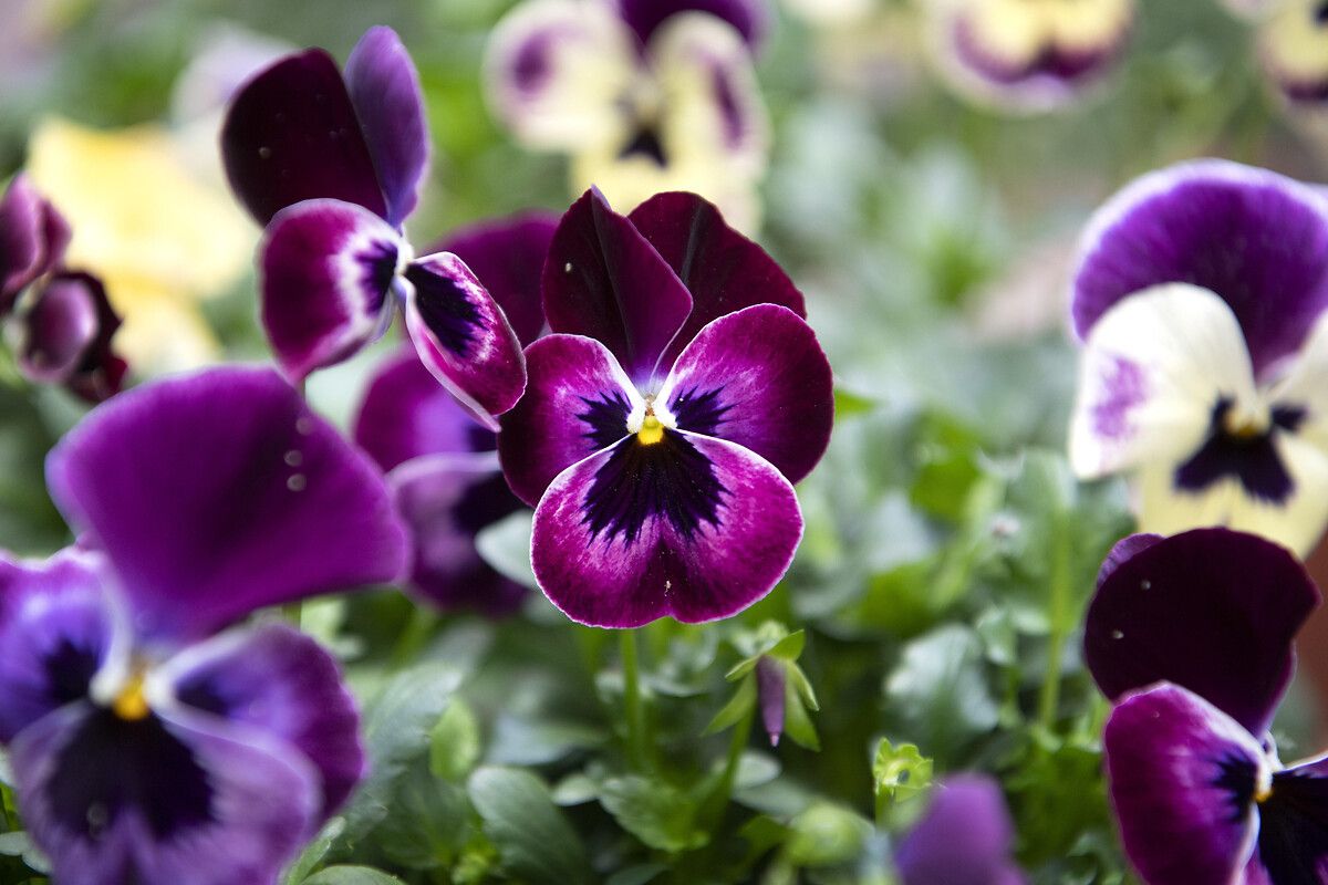 Önemli Dikkat Edilmesi Gerekenler